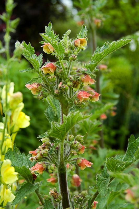 Scrophularia