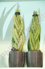 Sansevieria