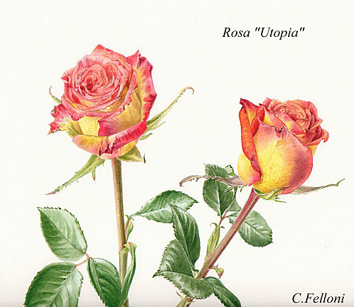 Rosa-utopia1