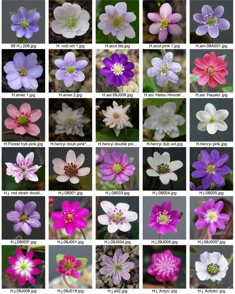 Hepatica1