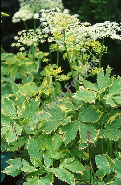 PeucedanumDaphnis