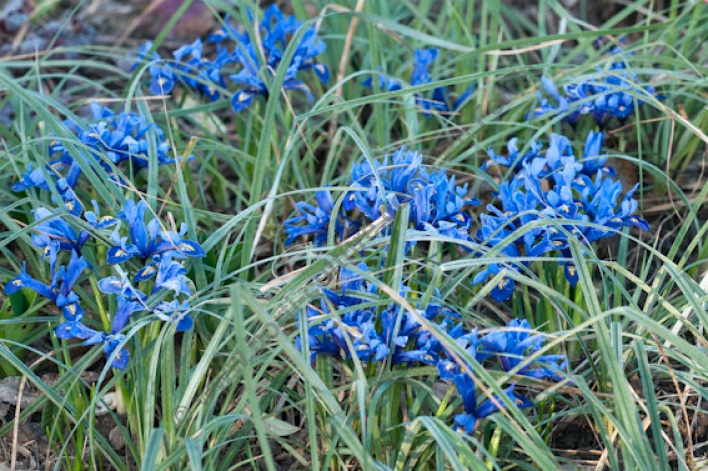 IrisReticulata