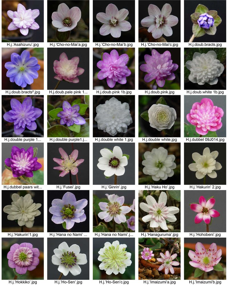 Hepatica2