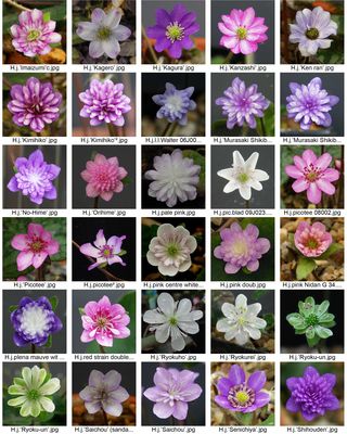 Hepatica3