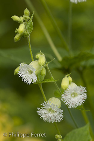 SileneFimbriata_FERRET