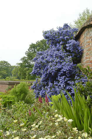 Ceanothus