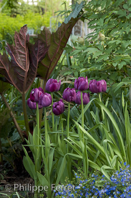 TulipaRoyalAcres