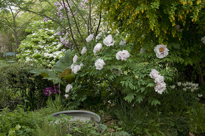 Paeonia Rockii